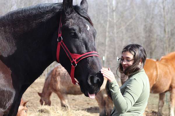 all-around-percheron-horse