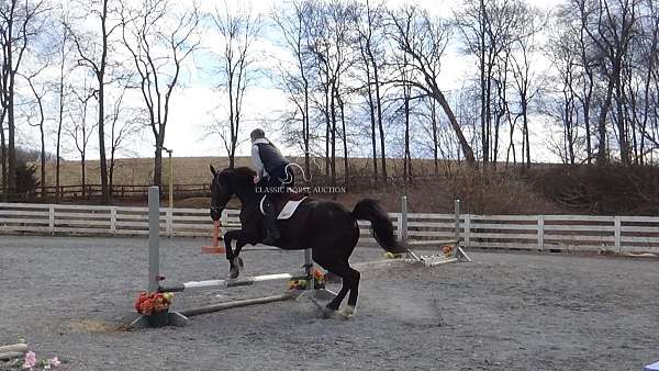 bid-dutch-warmblood-horse