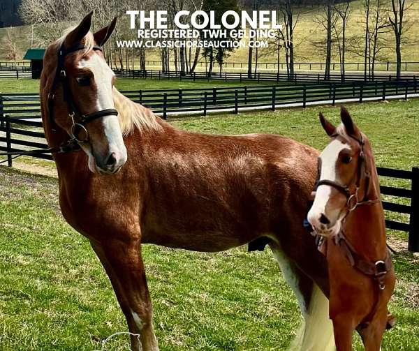 colonel-tennessee-walking-horse