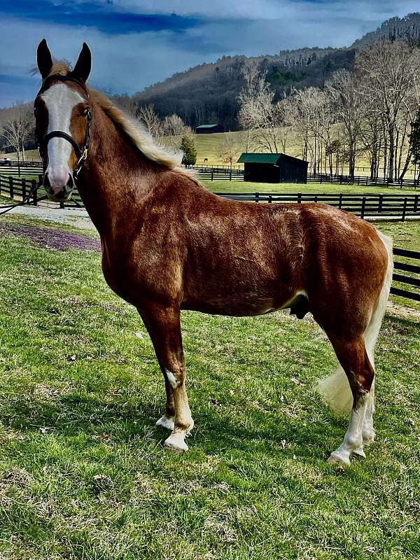 loving-companion-tennessee-walking-horse