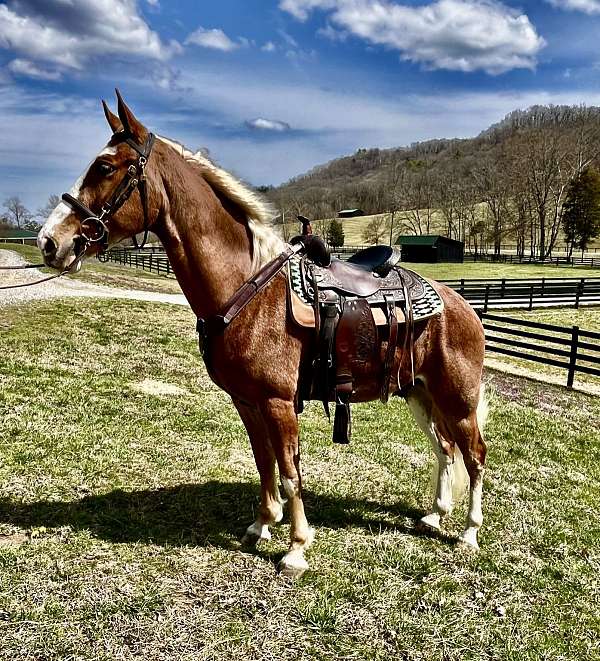 pleasure-to-work-with-tennessee-walking-horse