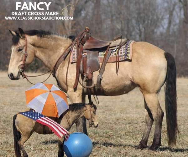 buckskin-mare-draft-horse