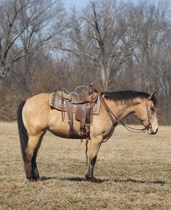 buttermilk-draft-horse