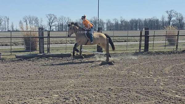 buttermilk-buckskin-draft-horse