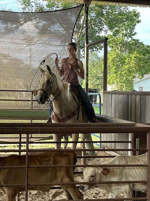 experienced-roping-palomino-horse