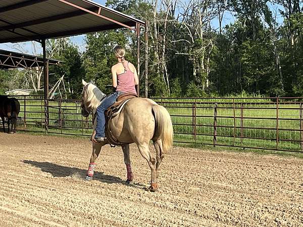 experienced-roping-mare