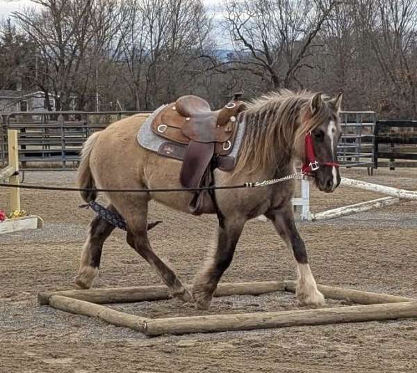 silver-grulla