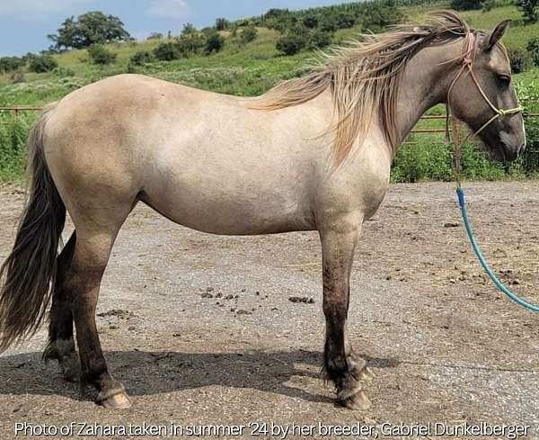 silver-grulla-horse