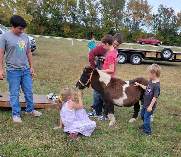 miniature-pony-for-sale