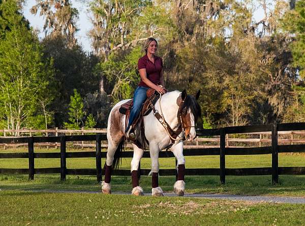 stocky-draft-horse