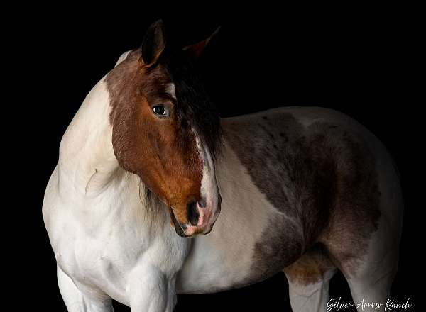 paint-draft-horse