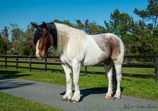 gypsy-vanner-draft-horse