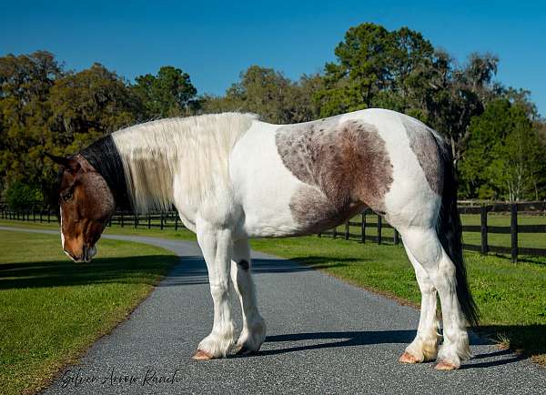 gypsy-cross-draft-horse