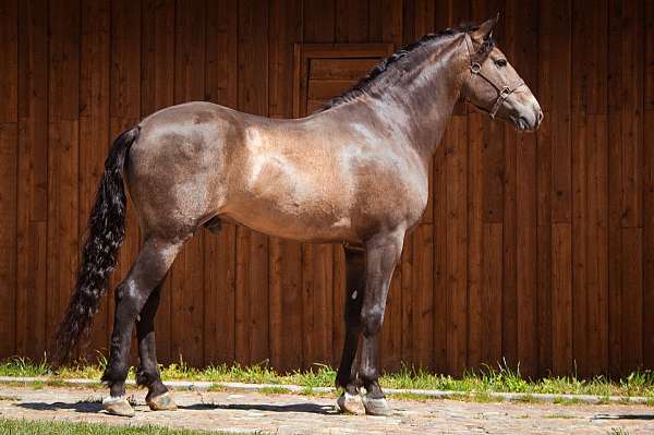 buckskin-andalusian-stallion