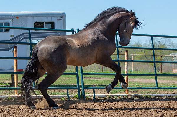 buckskin-ialha-stallion