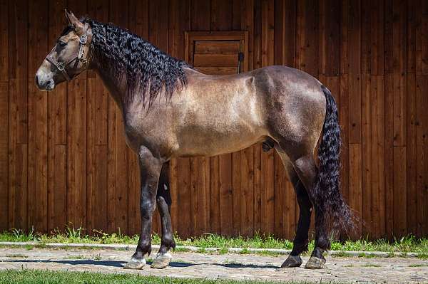 buckskin-ialha-horse