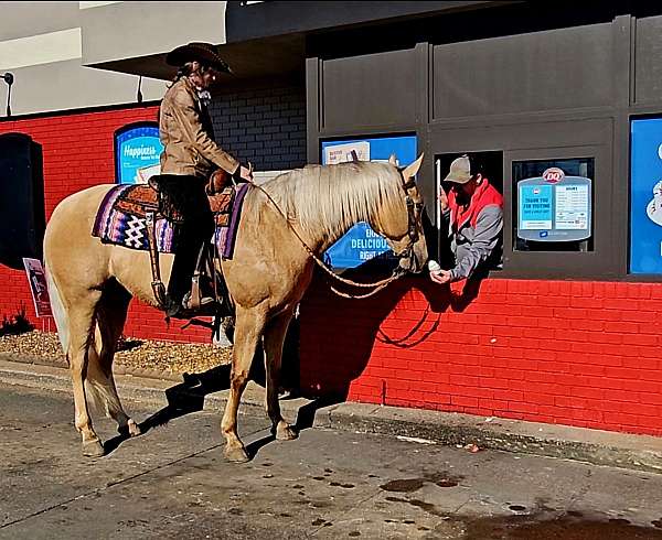 aqha-quarter-horse