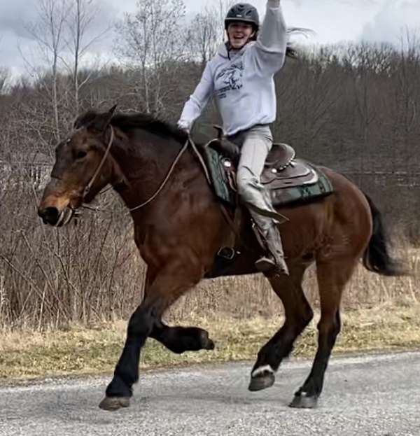 all-around-draft-horse