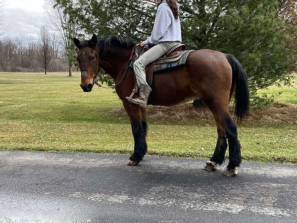 athletic-draft-horse