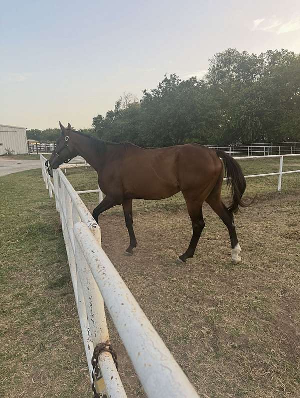 thoroughbred-horse-for-sale