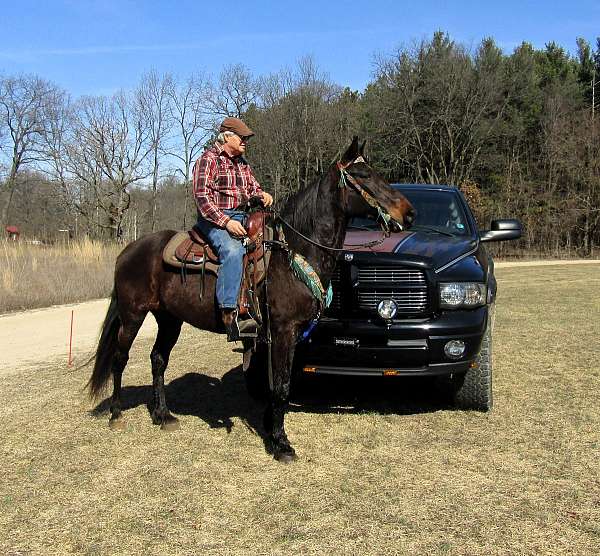 beginner-missouri-fox-trotter-horse