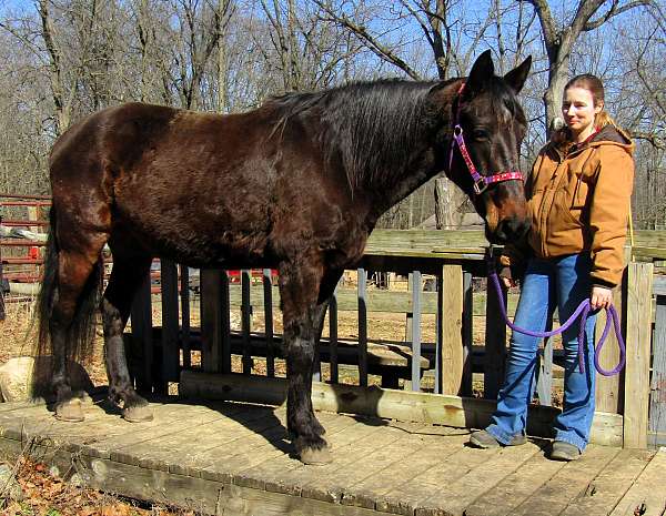 safe-missouri-fox-trotter-horse