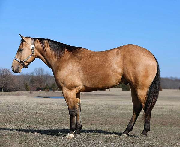 athletic-quarter-horse