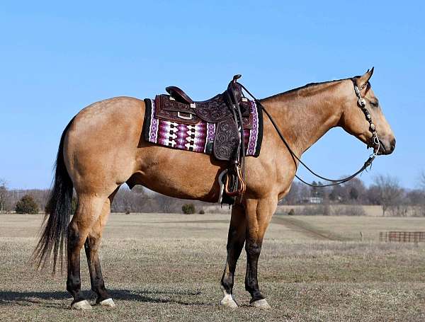 calf-roping-quarter-horse