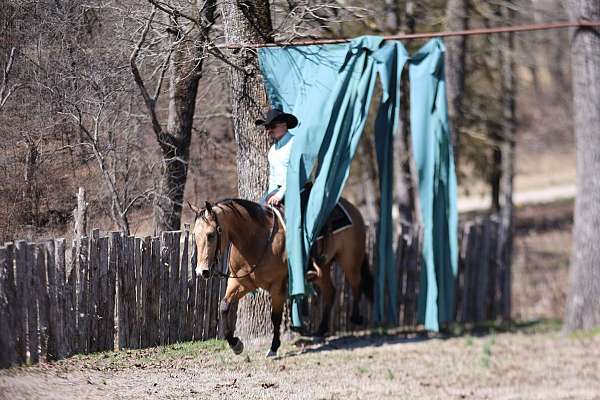 champion-quarter-horse