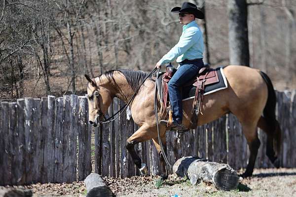 companion-quarter-horse