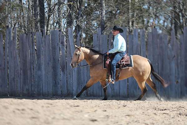 dappled-quarter-horse