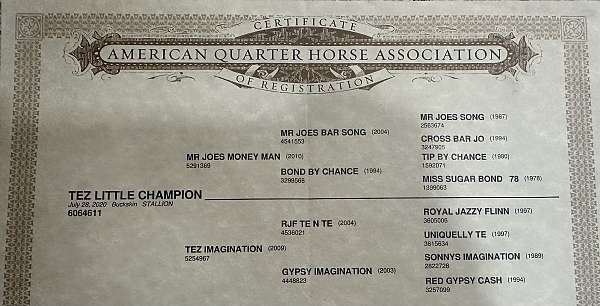 drill-team-quarter-horse