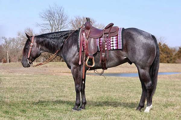 blue-roan-less-horse