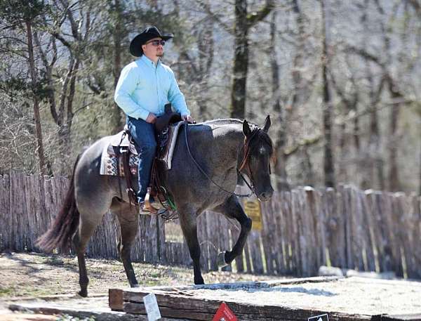 calf-roping-quarter-horse