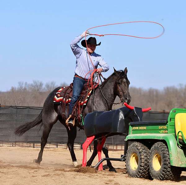 champion-quarter-horse