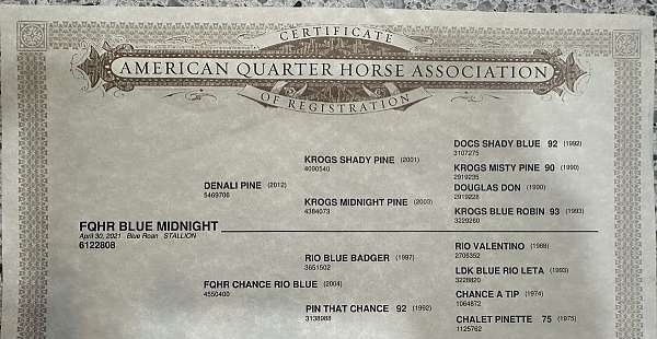 drill-team-quarter-horse