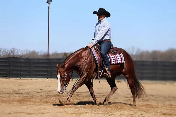 champion-quarter-horse