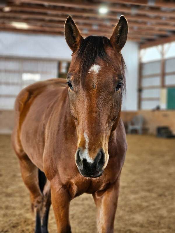 star-snip-left-hind-coronet-horse