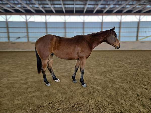 athletic-quarter-horse