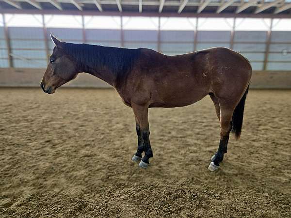 dressage-quarter-horse