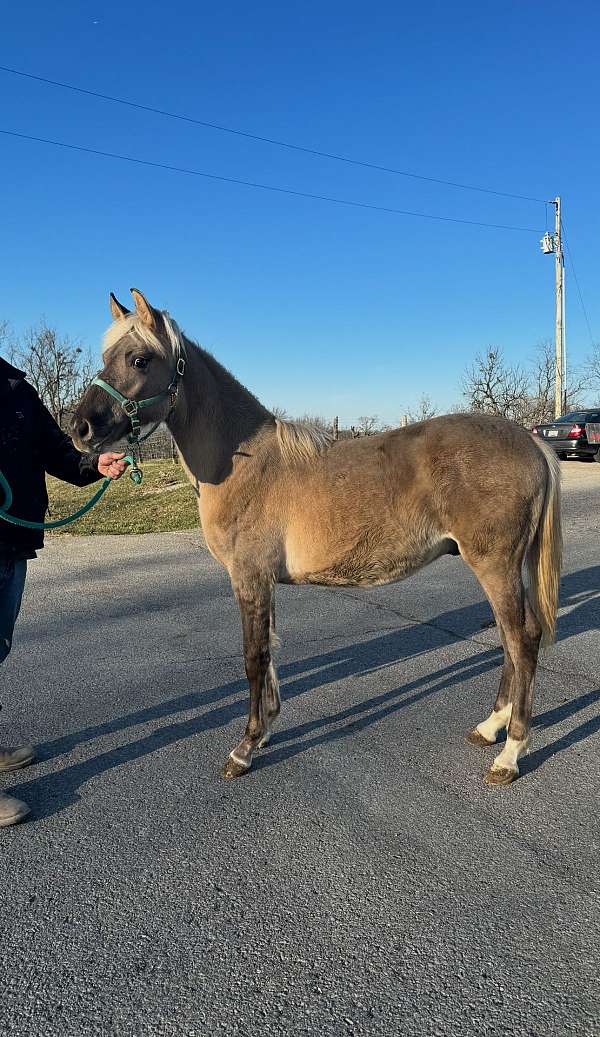 foundation-rocky-mountain-horse