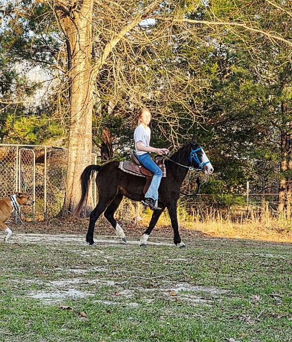 11-hand-hackney-gelding