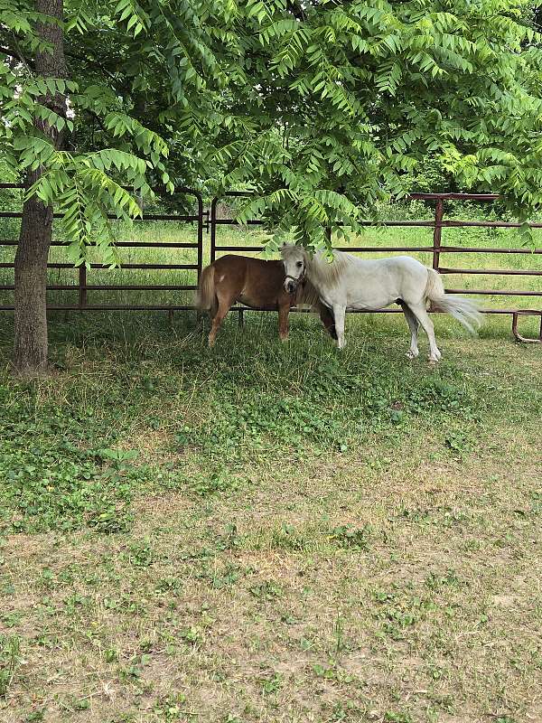 miniature-horse-for-sale