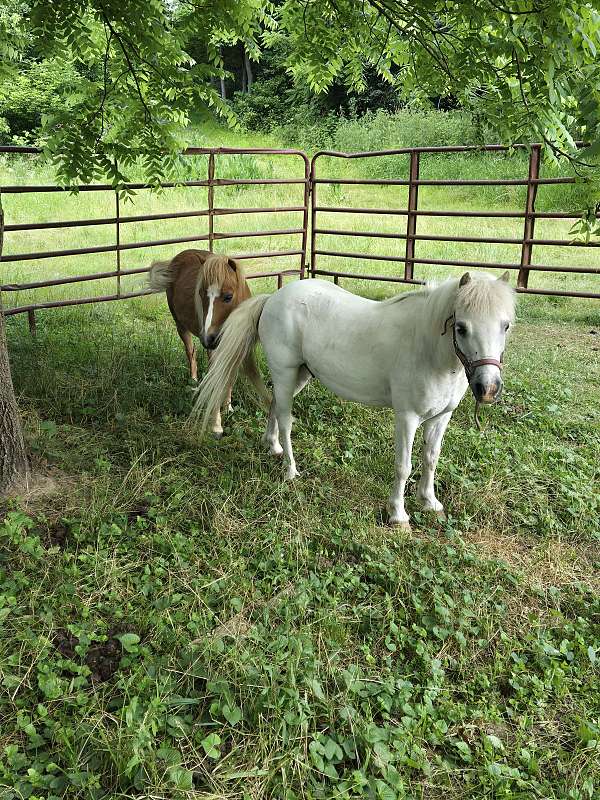 miniature-horse