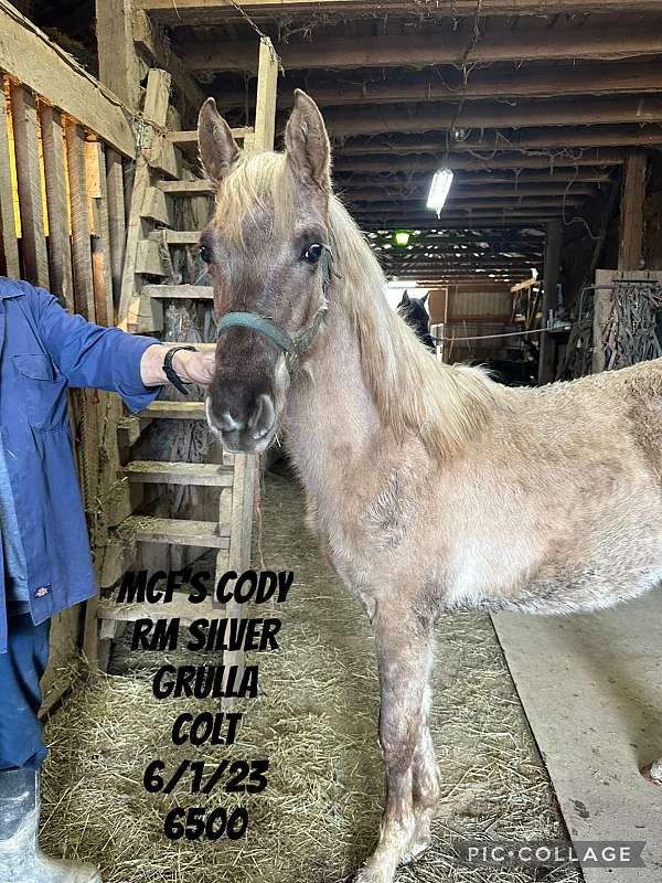 breeding-rocky-mountain-horse