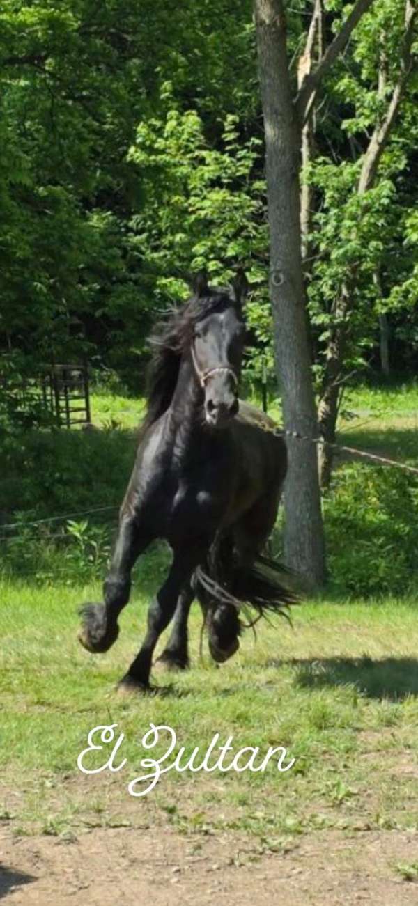 black-none-horse