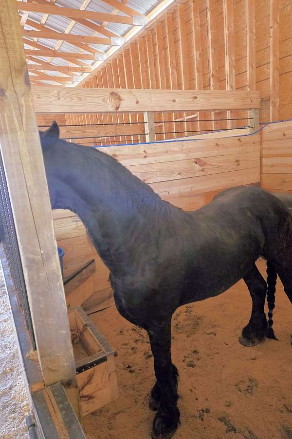 black-friesian-stallion