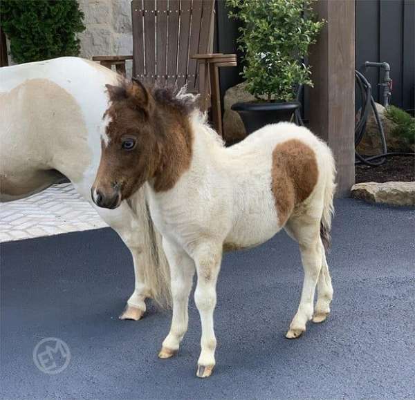 mini-yearling