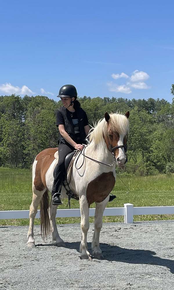 bomb-icelandic-horse