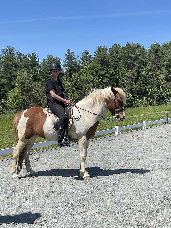 calm-temperament-icelandic-horse